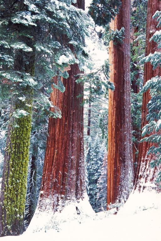 Lodge Montecito Sequoia Wilsonia