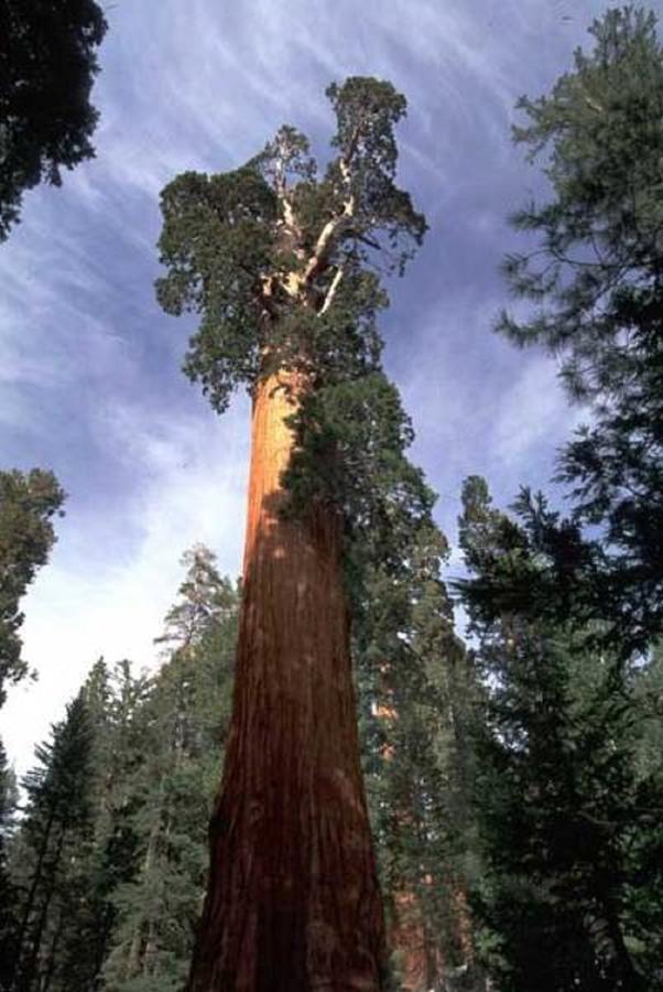 Montecito Sequoia Lodge *